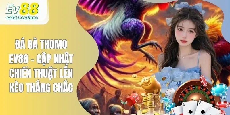 Đá Gà Thomo EV88 - Cập Nhật Chiến Thuật Lên Kèo Thắng Chắc