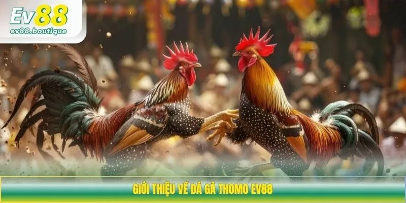 Giới thiệu về đá gà Thomo EV88